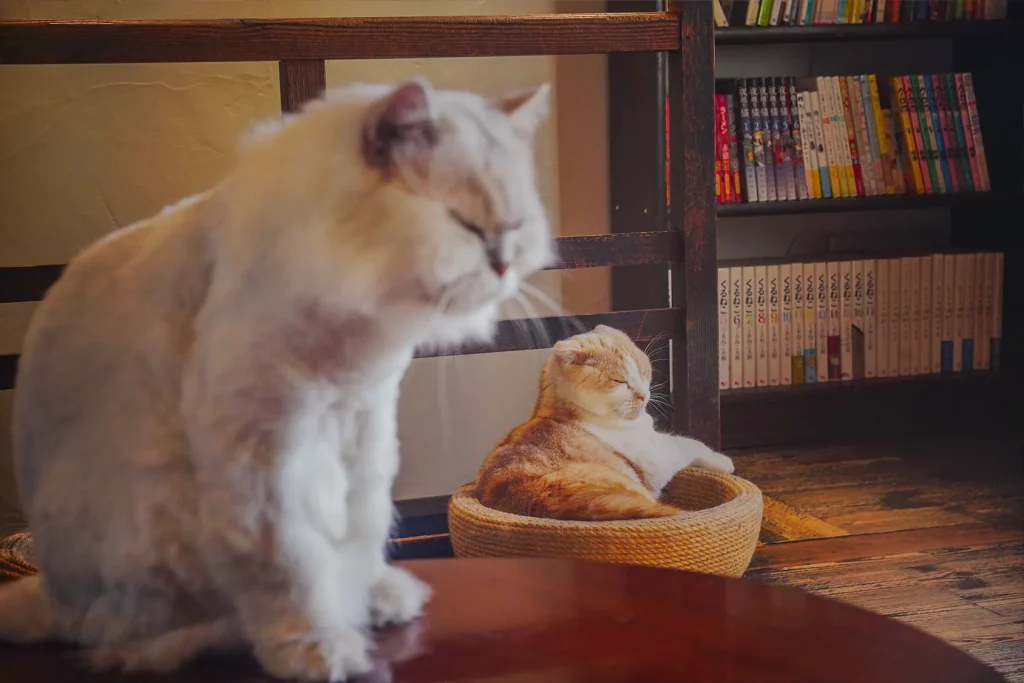 ドリンクも可愛い猫カフェ『町屋猫喫茶うたねこ堂』 10 猫たち1