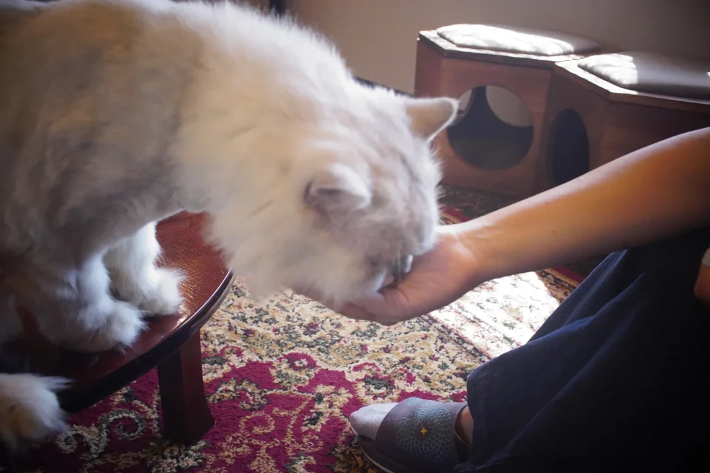 ドリンクも可愛い猫カフェ『町屋猫喫茶うたねこ堂』 7 固形のおやつ食べる