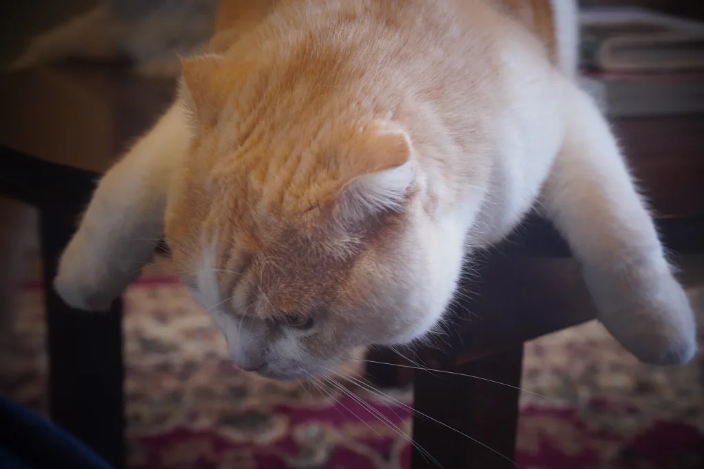 ドリンクも可愛い猫カフェ『町屋猫喫茶うたねこ堂』 12 猫たち