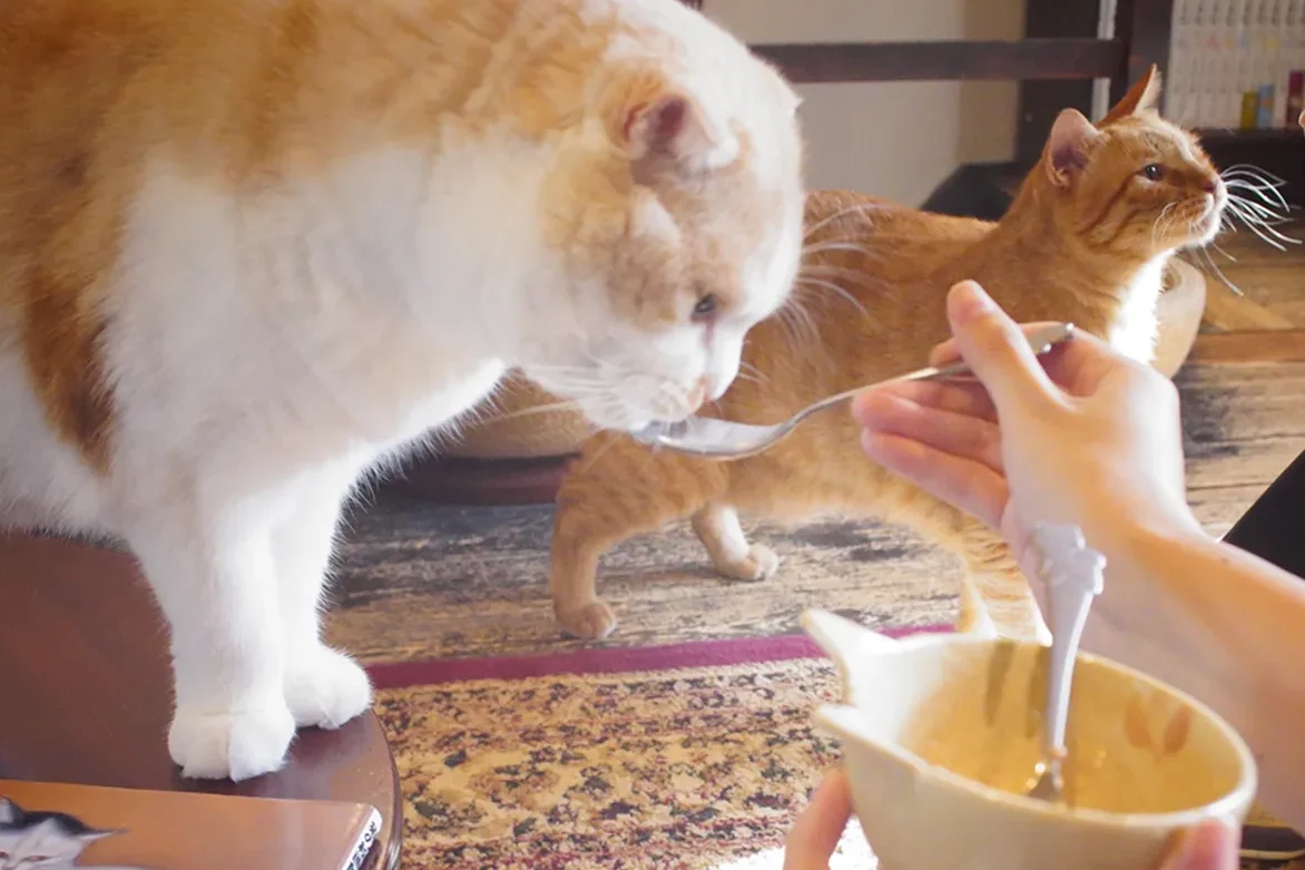 ドリンクも可愛い猫カフェ『町屋猫喫茶うたねこ堂』 8 液体のおやつ
