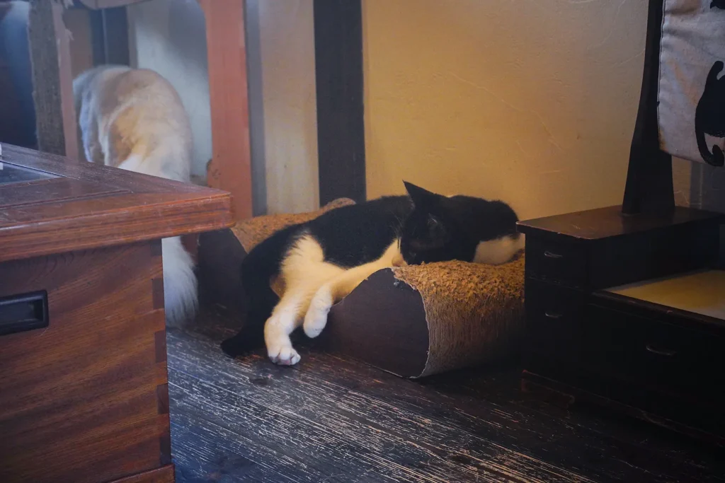 ドリンクも可愛い猫カフェ『町屋猫喫茶うたねこ堂』 11 猫達2